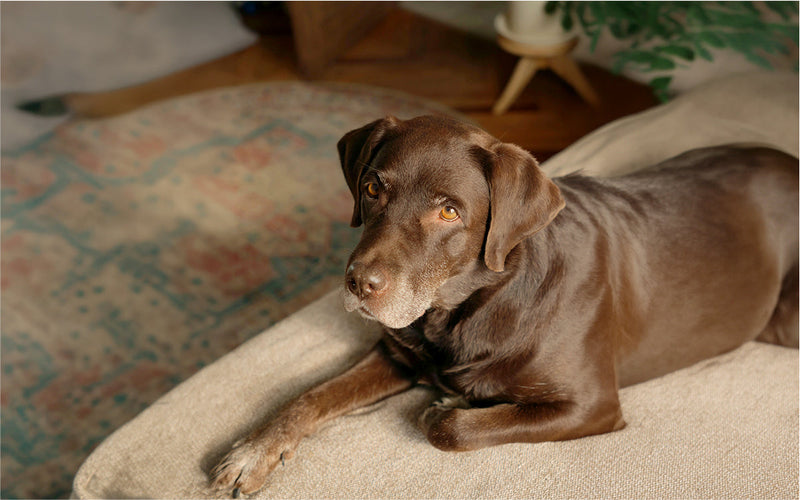Wird mein Hund nur älter? Sechs Alltagssignale richtig deuten