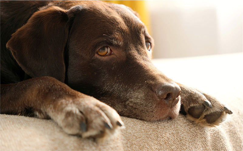 7 Anzeichen beim älteren Hund – und was sie verbinden