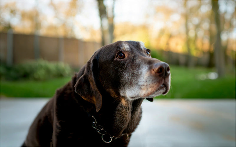 Senior-Hund über 8: System statt Senior-Diät