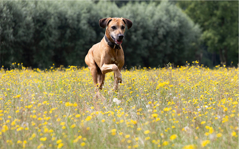 Darm, Stress, Gelenke: Warum sie beim Hund zusammenhängen